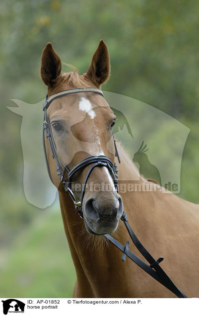 horse portrait / AP-01852