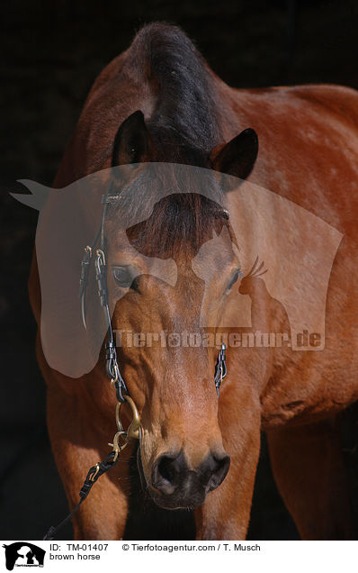 brown horse / TM-01407