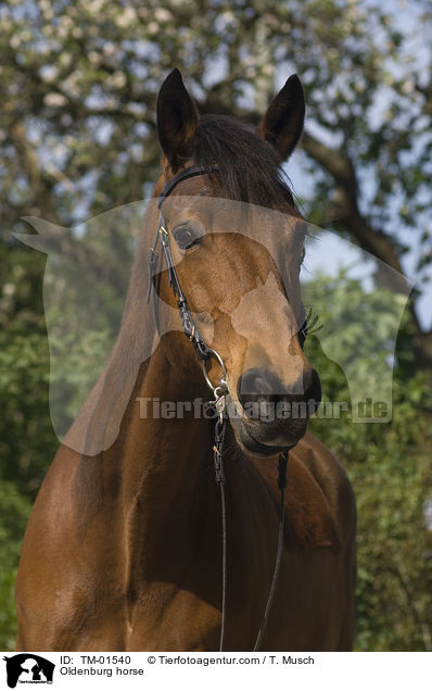 Oldenburg horse / TM-01540