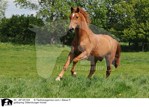 galoppierender Oldenburger / galloping Oldenburger horse / AP-05194