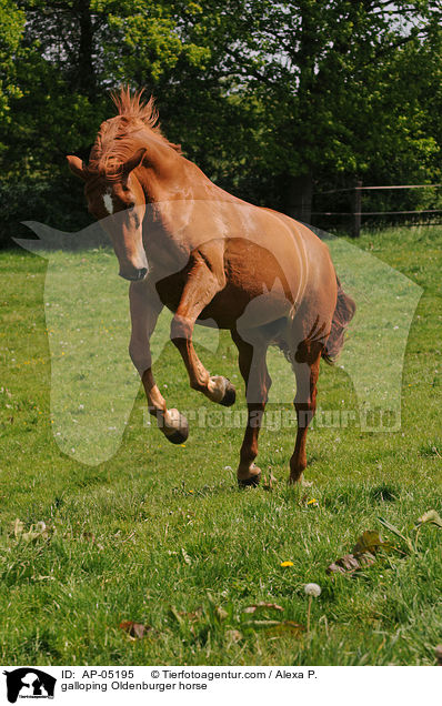 galoppierender Oldenburger / galloping Oldenburger horse / AP-05195