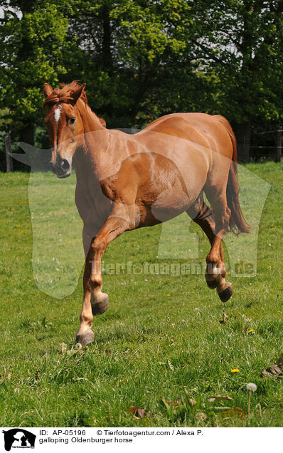 galloping Oldenburger horse / AP-05196