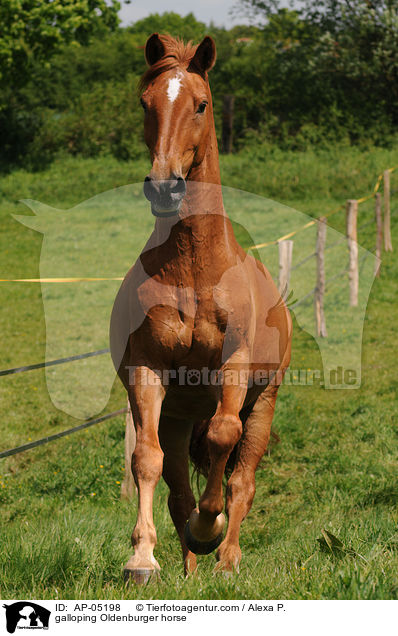 galoppierender Oldenburger / galloping Oldenburger horse / AP-05198