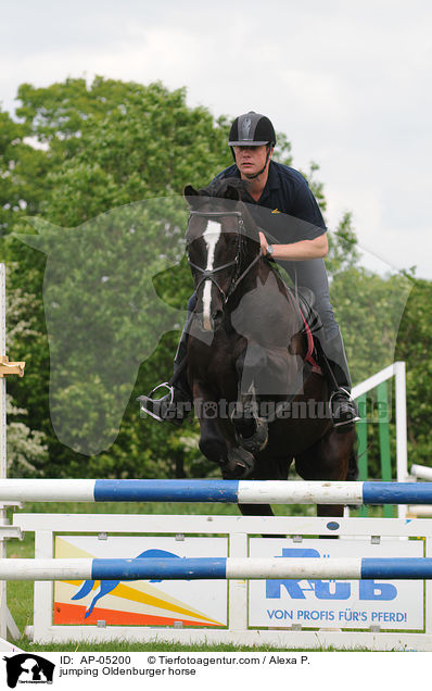 jumping Oldenburger horse / AP-05200