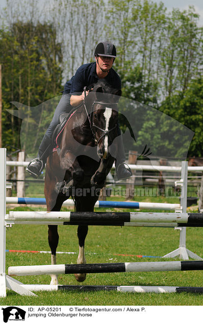 jumping Oldenburger horse / AP-05201