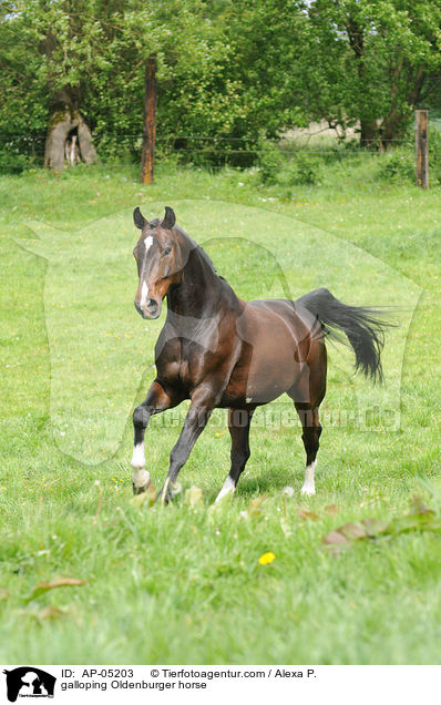 galloping Oldenburger horse / AP-05203
