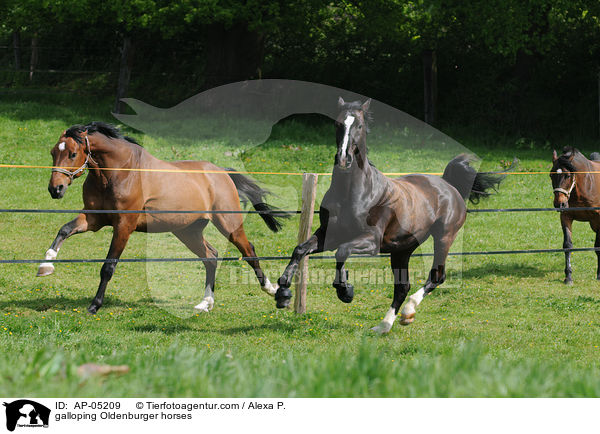 galoppierende Oldenburger / galloping Oldenburger horses / AP-05209