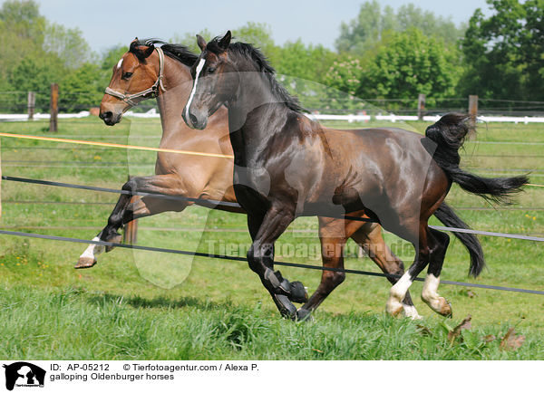 galloping Oldenburger horses / AP-05212