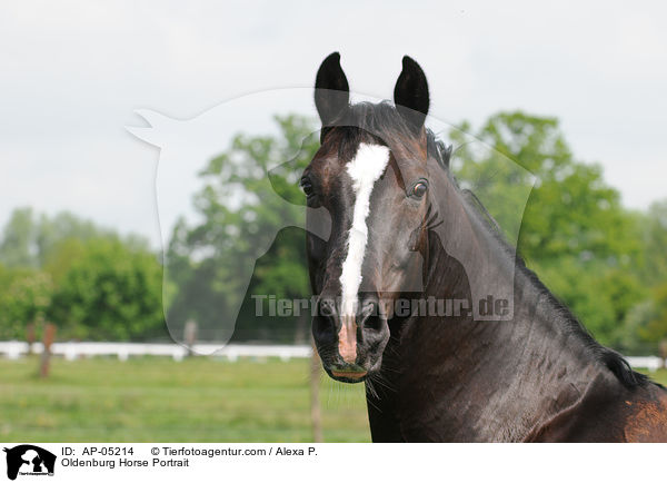 Oldenburger Portrait / Oldenburg Horse Portrait / AP-05214