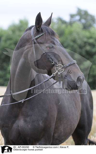 Oldenburger Portrait / Oldenburger horse portrait / AP-06290