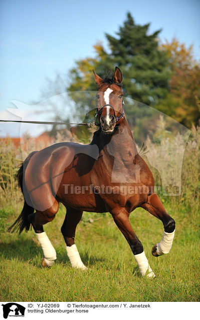 trabender Oldenburger / trotting Oldenburger horse / YJ-02069