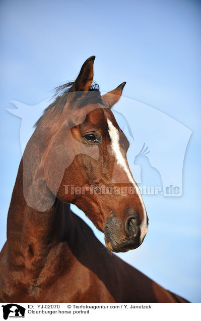Oldenburger Portrait / Oldenburger horse portrait / YJ-02070