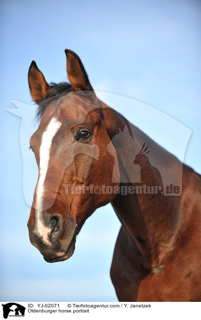 Oldenburger Portrait / Oldenburger horse portrait / YJ-02071