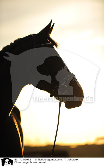 Oldenburger Portrait / Oldenburger horse portrait / YJ-02072