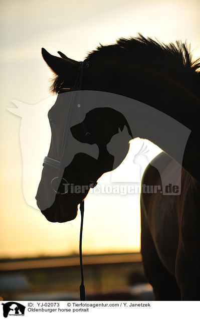Oldenburger Portrait / Oldenburger horse portrait / YJ-02073