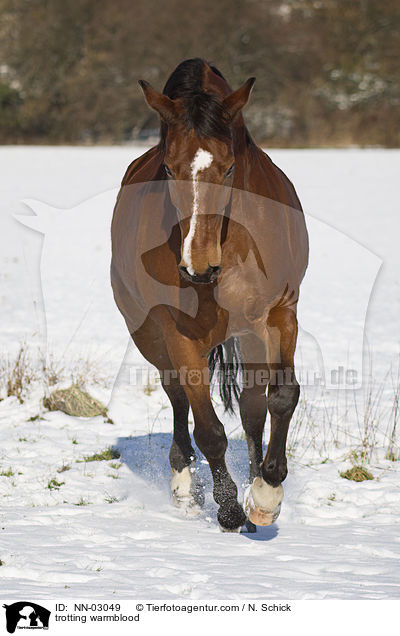 trotting warmblood / NN-03049