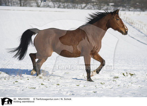 trotting warmblood / NN-03050
