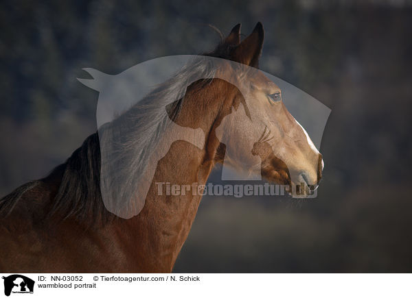 warmblood portrait / NN-03052