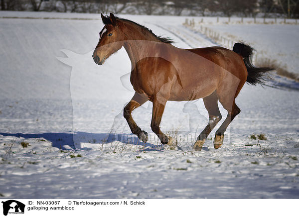 galloping warmblood / NN-03057