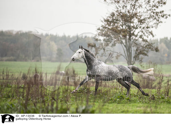 galoppierender Oldenburger / galloping Oldenburg Horse / AP-13036
