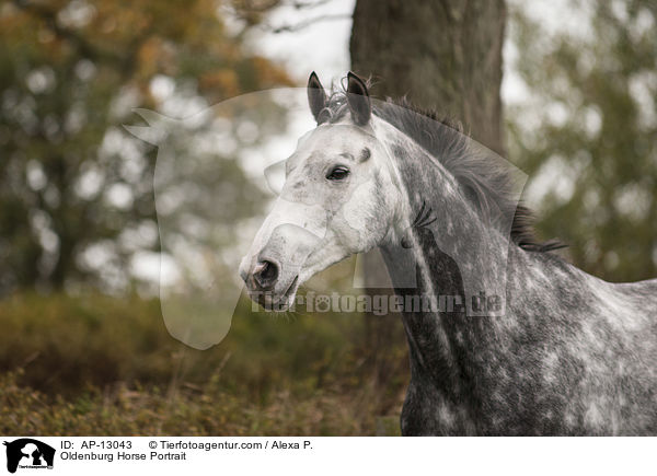 Oldenburger Portrait / Oldenburg Horse Portrait / AP-13043