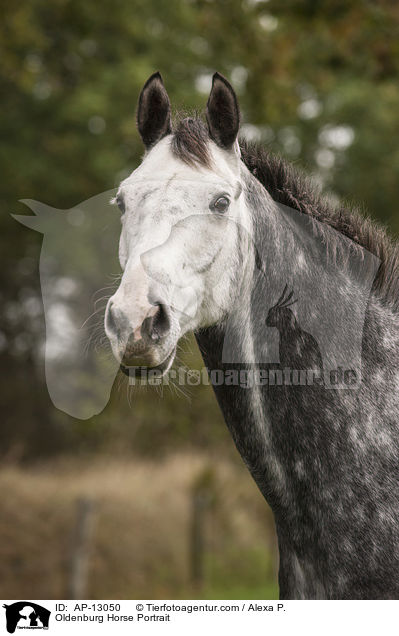 Oldenburger Portrait / Oldenburg Horse Portrait / AP-13050