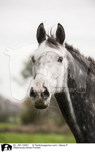 Oldenburger Portrait / Oldenburg Horse Portrait / AP-13051