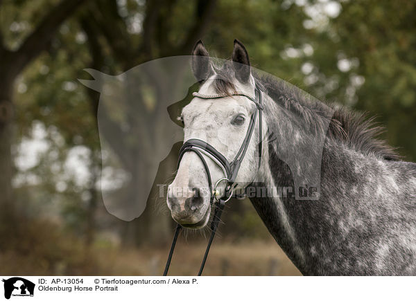 Oldenburg Horse Portrait / AP-13054