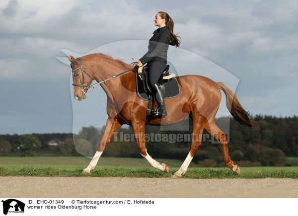 Frau reitet Oldenburger / woman rides Oldenburg Horse / EHO-01349