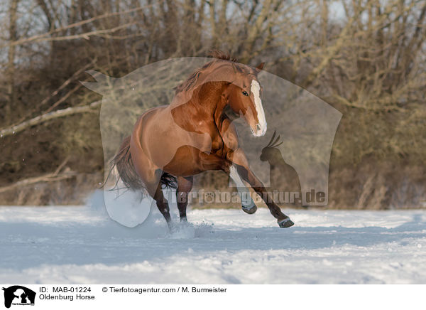 Oldenburg Horse / MAB-01224