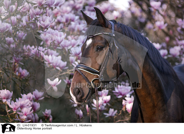 Oldenburger Portrait / Oldenburg Horse portrait / LH-01931