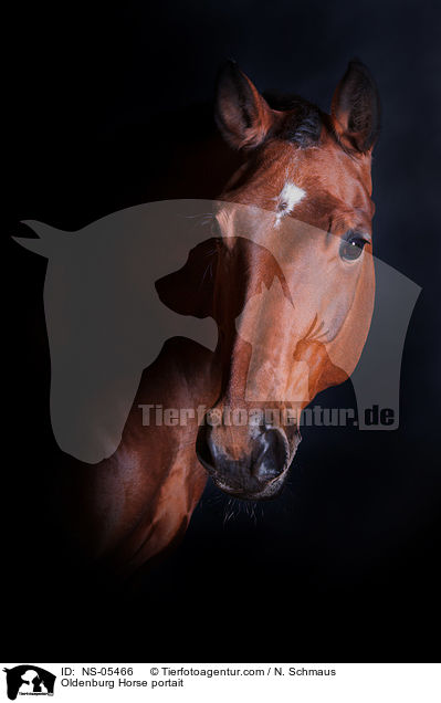 Oldenburger Portrait / Oldenburg Horse portait / NS-05466