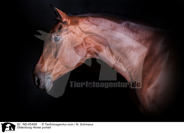 Oldenburg Horse portait / NS-05468