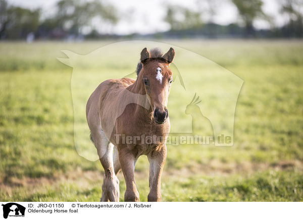 Oldenburg Horse foal / JRO-01150