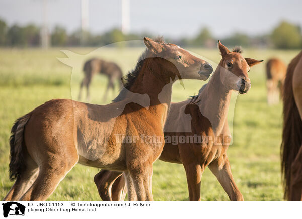 playing Oldenburg Horse foal / JRO-01153