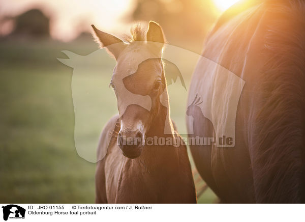 Oldenburg Horse foal portrait / JRO-01155