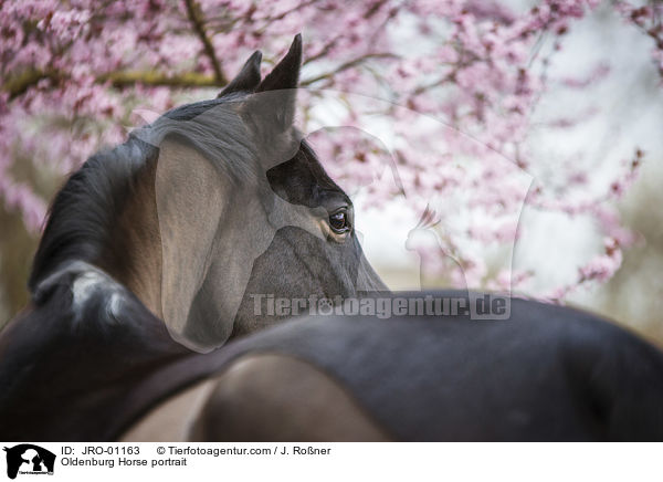 Oldenburg Horse portrait / JRO-01163
