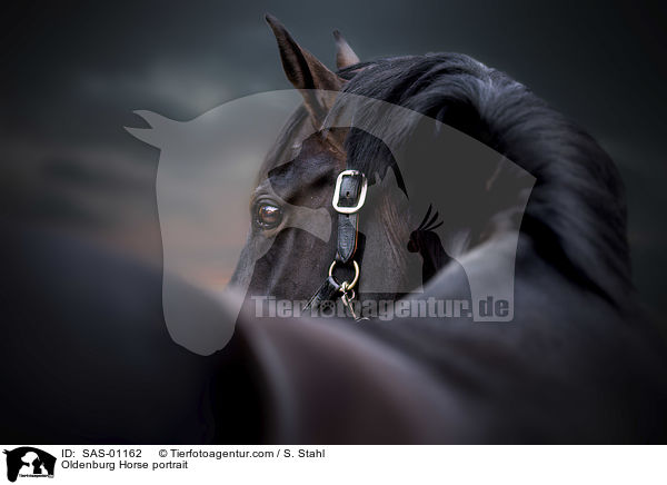 Oldenburg Horse portrait / SAS-01162