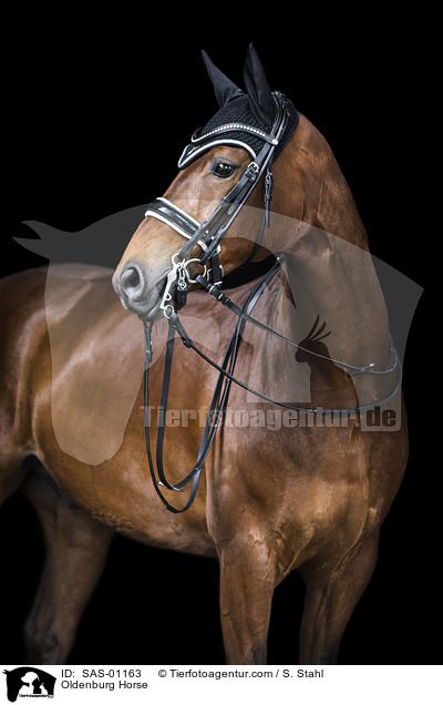 Oldenburger / Oldenburg Horse / SAS-01163