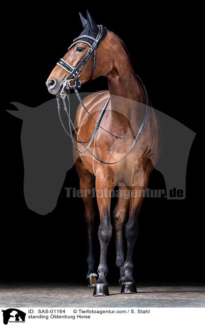 stehender Oldenburger / standing Oldenburg Horse / SAS-01164