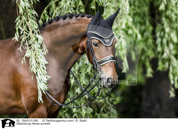 Oldenburger Portrait / Oldenburg Horse portrait / SAS-01166
