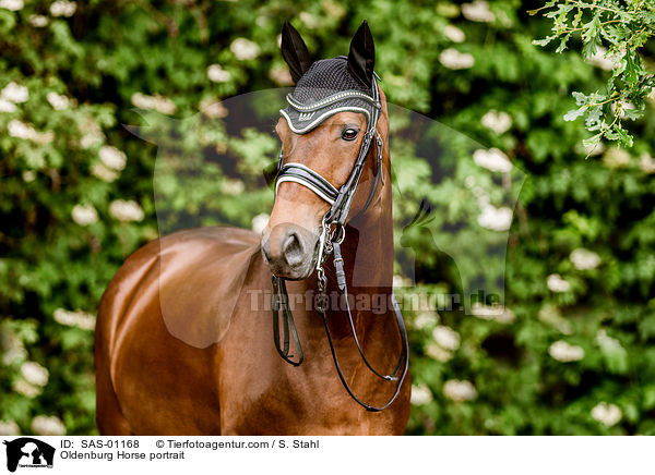 Oldenburger Portrait / Oldenburg Horse portrait / SAS-01168