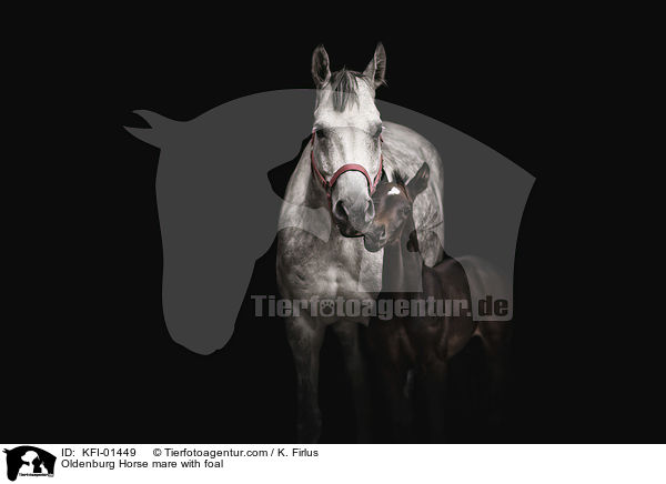 Oldenburg Horse mare with foal / KFI-01449