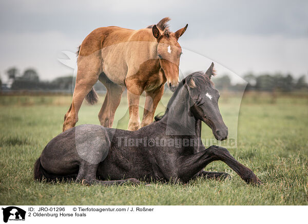 2 Oldenburger Fohlen / 2 Oldenburg Horse foals / JRO-01296