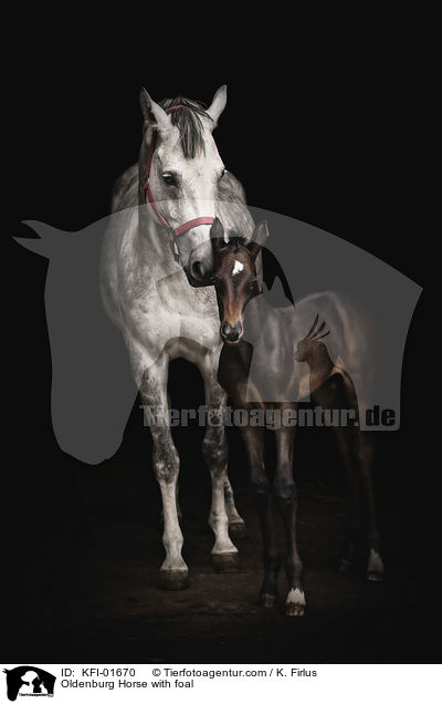 Oldenburg Horse with foal / KFI-01670