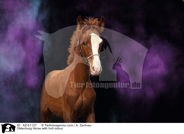 Oldenburger mit Holi Farbe / Oldenburg Horse with holi colour / AZ-01127