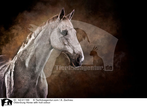 Oldenburg Horse with holi colour / AZ-01166