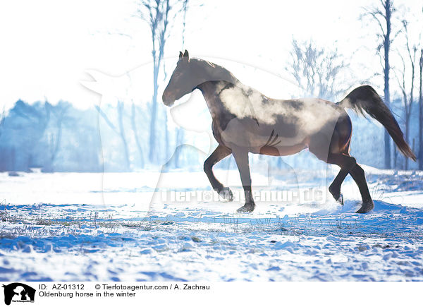 Oldenburg horse in the winter / AZ-01312
