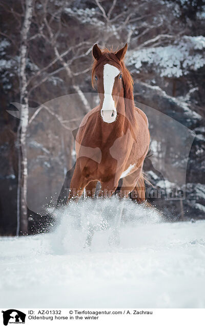 Oldenburg horse in the winter / AZ-01332