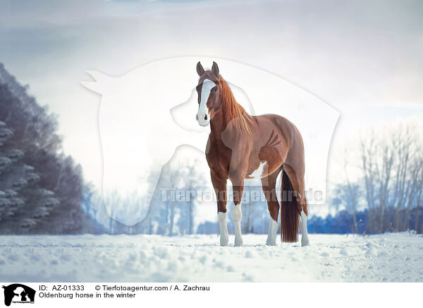 Oldenburg horse in the winter / AZ-01333